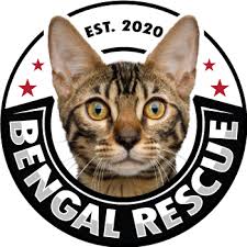 For the best experience, we recommend you upgrade to the latest version of chrome or safari. Bengal Rescue We Rescue Bengal And Hybrid Cats