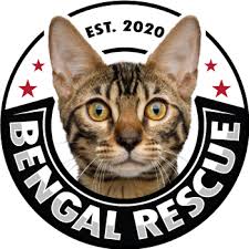 Bengal cats are an exotic breed and this makes it extremely unlikely one will ever end up there. Bengal Rescue We Rescue Bengal And Hybrid Cats