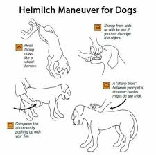 How To Save Your Dog From Choking Roll The Lips Over The Top Canine Teeth Before Reaching Into Heimlich Maneuver For Dogs First Aid For Dogs Heimlich Maneuver