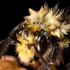 While they can seem like pests it is important to note that bumble bees are especially important to the environment. How To Help Revive A Cold Or Wet Bee Save Bees