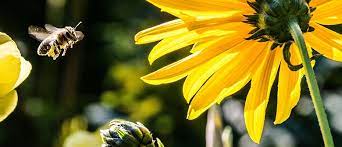 We did not find results for: Top 5 Tips For A Bee Friendly Backyard Palmers Garden Centre