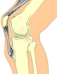 Sportmedizin Kompendium Morbus Osgood Schlatter Diagnostik