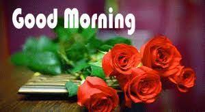 100 Good Morning Images For Lover In 2021 Good Morning Flowers Good Morning Flowers Pictures Good Morning Images