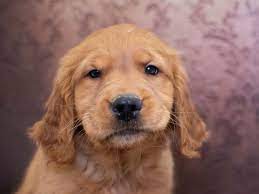 There are 2 boys and 4 girls and their colours are a very light cream golden. Golden Retriever Puppies Pet City Pet Shops