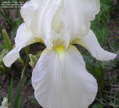 Tb Iris Germanica Spanish Peaks Loomis 1946 Iris Flowers Plants