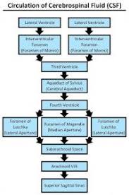 Circulation Of Cerebrospinal Fluid Csf Cerebrospinal Fluid