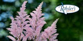Plant Of The Week Astilbe Rohsler S Allendale Nursery Garden Center