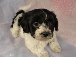 Check spelling or type a new query. Shih Tzu Bichon Shichon Teddy Bear Zuchon Puppies For Sale Iowa Breeder