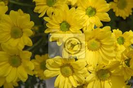 Im garten ist es etwas einfacher. Schone Gelbe Blume Gerbera Pflanze Im Garten Leinwandbilder Bilder Schone Gewachsen Abloom Myloview De