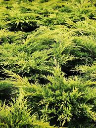 See more ideas about juniper, juniper tree, trees to plant. Buy Juniper Trees Juniper Trees For Sale The Tree Center