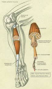 Maybe you would like to learn more about one of these? Muscle And Tendon Characteristics Classic Human Anatomy In Motion The Artist S Guide To The Dynamics Of Figure Drawing