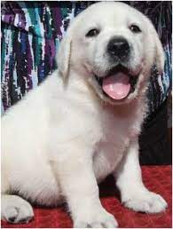 Maybe you would like to learn more about one of these? 200 Best White Labrador Retriever Puppies Ideas Puppies Labrador Retriever Puppies Labrador Retriever