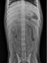 The corpus spongiosum is a vascular tissue sleeve surrounding the urethra. Radiology View What S Your Read 13 Year Old Dog With Abdominal Pain Radiology Challenge Veterinary Radiology Challenge Dog X Rays Dog With Hepatic Abscess
