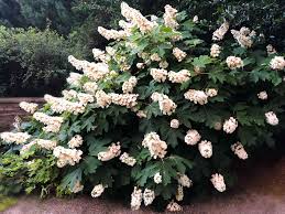 Check spelling or type a new query. 14 Stunning Full Sun Shrubs