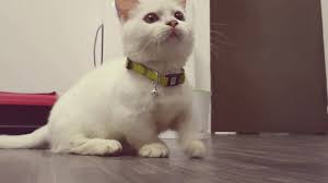 Puppies, kittens, rabbits, hamsters, turtles, birds and fishes for sale and adoption too. Munchkin Empire Malaysia Home Facebook