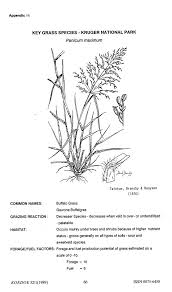 Image result for Pogonarthria squarrosa