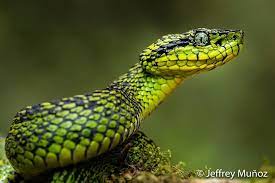 Gorgeous Snake From Our Highlands Black Speckled Palm Pit Viper Join Us In 2020 For This And Many More Amazing Shots Pit Viper Snake Viper