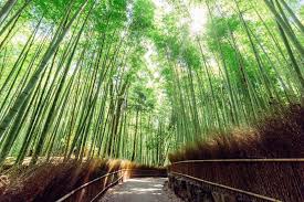 We did not find results for: Japanese Bamboo Garden Abc News Australian Broadcasting Corporation