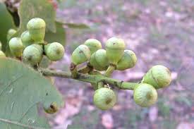 Image result for Eucalyptus torelliana