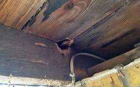 Decking wood expands and contracts with. Understanding Rodent Gnawing Pestology