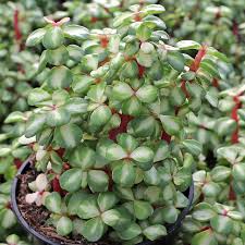 Image result for Microchloa afra