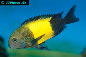 Image result for Tetradenia tanganyikae