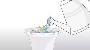 Star incontournable des diy beauté, le gel d'aloe vera possède des. Comment Faire Pousser Un Aloe Vera Avec Une Feuille D Aloe Vera Bouture Aloe Vera Aloes Bouture Plante Grasse