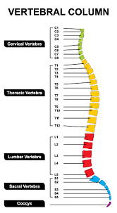 Fit Article Spinal Integrity