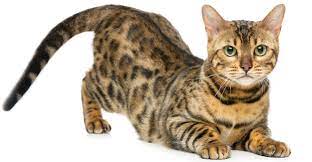 The bengal is a relatively new cat breed, with rosetted or spotted markings. Bengal Cat Names 200 Ideas For Naming Your Male Or Female