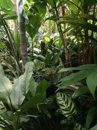 Pin On Tropical Plants Places