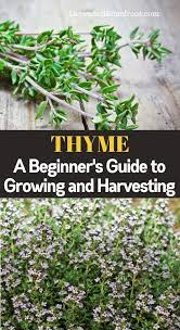 Growing And Harvesting Thyme Planting Herbs Thyme Plant Harvesting Herbs