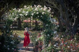 Roses And Rose Picking At Chart Farm Wynberg Cape Town