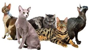 Kedi Evini Metrelerce Uzaga Firlatip Yavru Kedilerin Olumune Neden Olan Sahsin Akil Sagligina Bakilacak Ajanimo