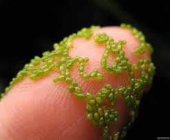 Image result for Wolffia arrhiza