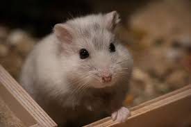 Find chinchilla in small animals for rehoming | buy, sell, or adopt small animals in ontario. Hamsters Pair Hamster Cages Hamster Care Hamster