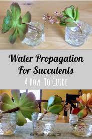 Water Propagation For Succulents A How To Guide Propagating Succulents Planting Succulents Succulent Garden Diy