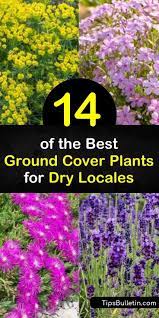 14 Of The Best Ground Cover Plants For Dry Locales Best Ground Cover Plants Ground Cover Plants Ground Cover