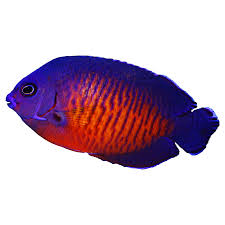 Check spelling or type a new query. Coral Beauty Angelfish