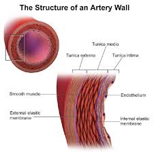Have thick elastic and muscular walls. 17 4 Blood Vessels Biology Libretexts