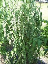 Published by seminis vegetable seeds, inc.'s plant health department. Rideout Tomato Plants Vulnerable To Broad Range Of Wilt Diseases
