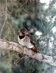 Additional information added by avianweb. Wild Birds Unlimited Nature Shop