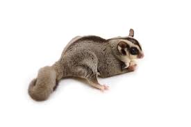 Flying Squirrel Holding Food In Hand On White Background Small Flying Squirrel Ad Holding Food Flying Squir Flying Squirrel Squirrel Cute Baby Dogs