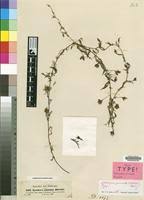 Image result for Xenostegia pinnata