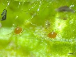 Image result for spotted spider mite