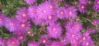 Image result for Delosperma mahonii