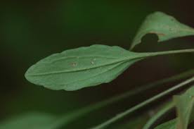 Image result for Erigeron steudelii