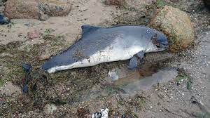 Indischer schweinswal {m} finless porpoise neophocaena phocaenoides zool. Drei Tote Schweinswale Gefunden Untersuchungen Folgen Ndr De Nachrichten Mecklenburg Vorpommern