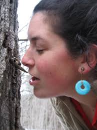 Suckerus vermontus maplelus