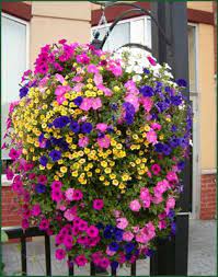 Creating Hanging Flower Pot Combinations I Am Experimenting Just Watch Hanging Flower Baskets Hanging Plants Plants