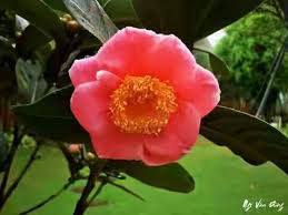Hoa Hải đường Việt Nam Ten Khoa Học Camellia Amplexicaulis được định Danh Bởi Cohen Stuart 1916 Thuộc Chi Hoa Camellia Chi Hoa Tra H Hoa Hoa Thạch Hoa Cuc